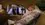 Episode Thumbnail