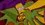 Episode Thumbnail