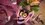 Episode Thumbnail