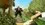 Episode Thumbnail