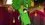 Episode Thumbnail